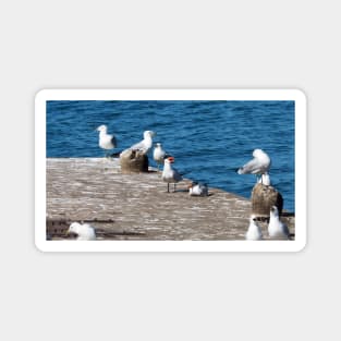 Caspian Terns and Gulls on a Dock. Magnet