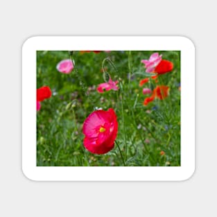 Poppies Magnet