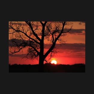 Sunset with a tree silhouette T-Shirt