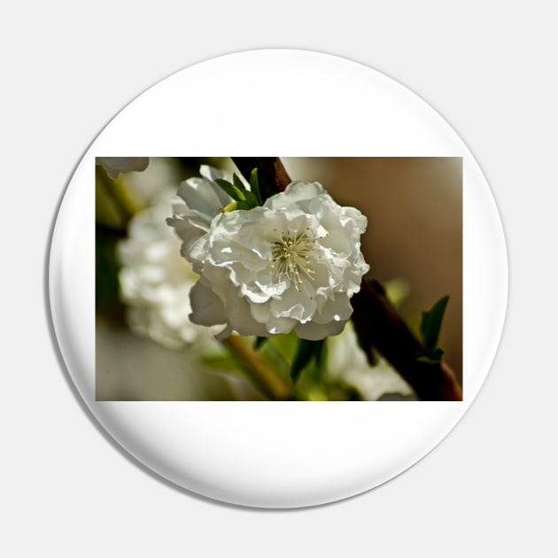 kli white rose Pin by pcfyi