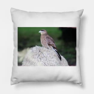 11515 hawkish Pillow