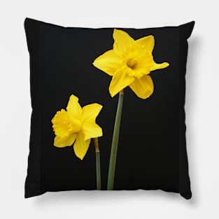 Daffodils in full bloom Pillow