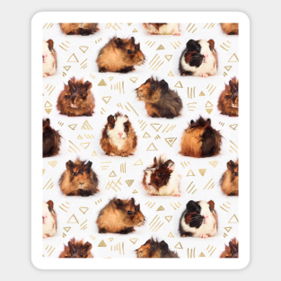 Guinea Pig Quotes Magnets Teepublic