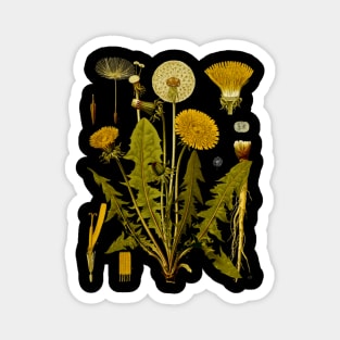 Medical Plants Dandelion Magnet