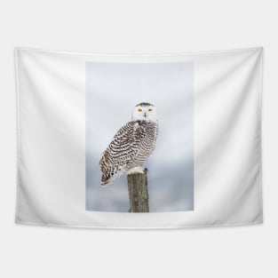 Snowy Owl Tapestry