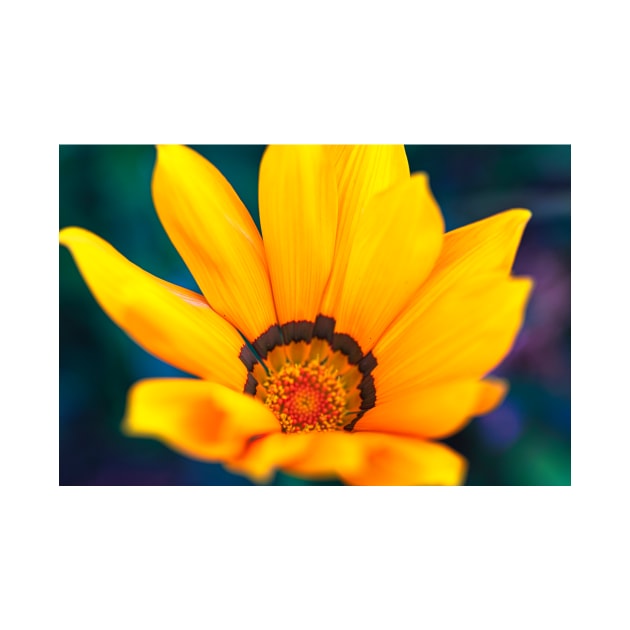 Close-up of a gazania flower by blossomcophoto