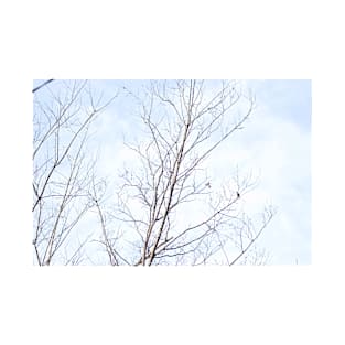 Tree Branches Winter Small Birds on Pastel Blue Sky T-Shirt