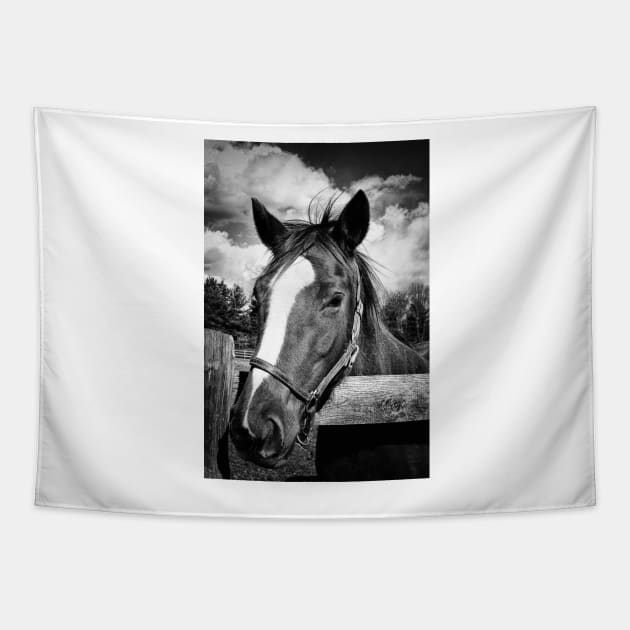 Horse Portrait Tapestry by JimDeFazioPhotography