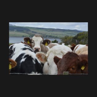 Cows in Scotland T-Shirt