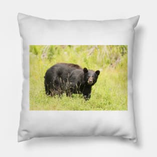 Black bear in a green field Pillow