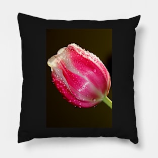 Tulip Pillow