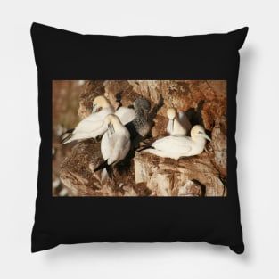 Preening Pillow