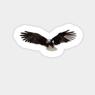 American bald Eagle Magnet