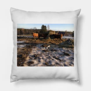 Scottish Highland Cattle Cows and Cat 2253 Pillow