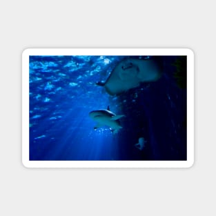 Shark & Rays / Swiss Artwork Photography Magnet