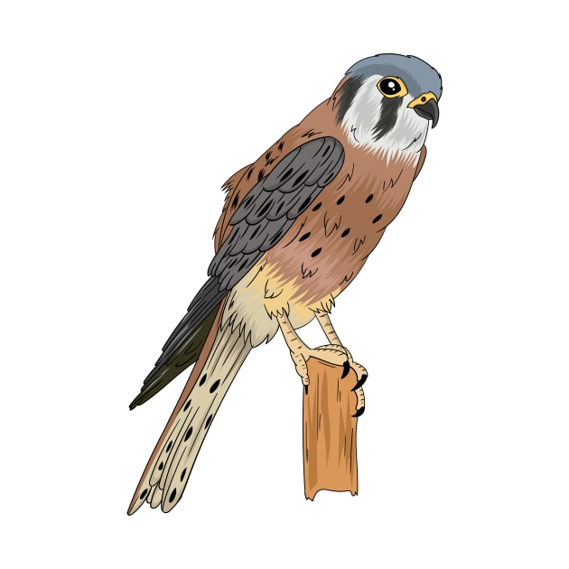 American Kestrel bird illustration by Cartoons of fun