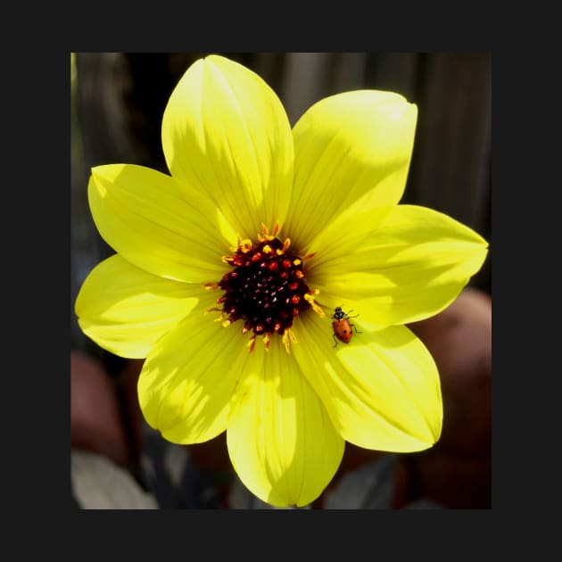 Yellow Dahlia Flower with Ladybug by Scubagirlamy