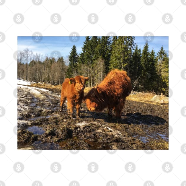 Scottish Highland Cattle Calves 1741 by SaarelaHighland