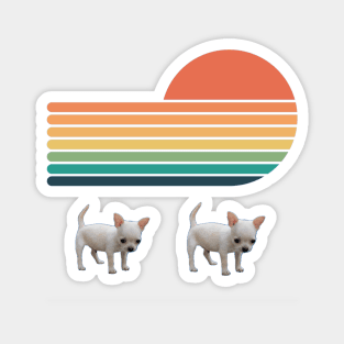 Two tiny chihuahua puppy on sun background Magnet