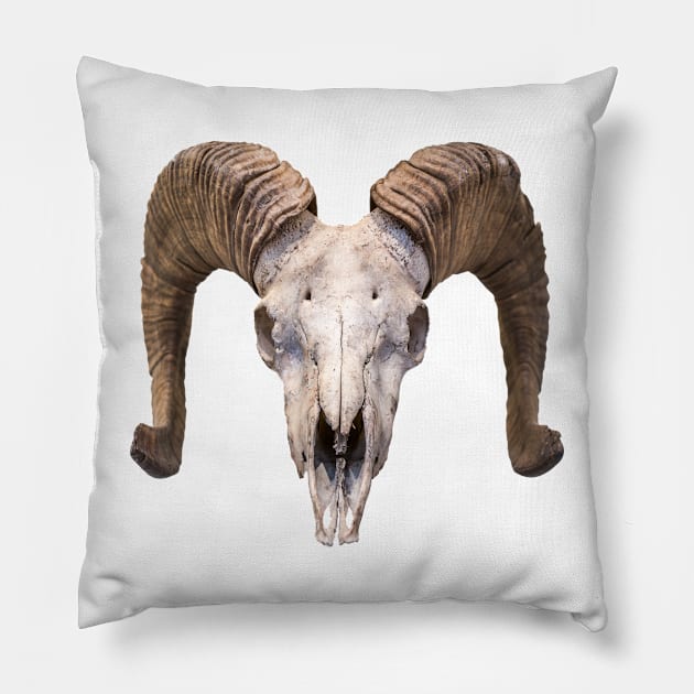 Isolated Ram Skull Pillow by mrdoomits