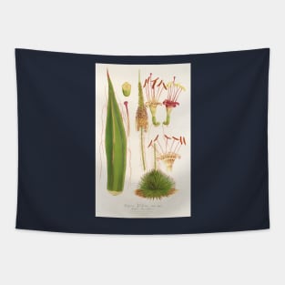 Agave filifera and its flower - Botanical Illustration Tapestry