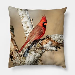 Cardinal On Birch Branch Pillow