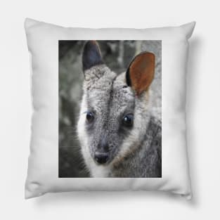 Rock Wallaby Pillow