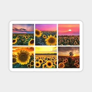 Sunflowers Magnet