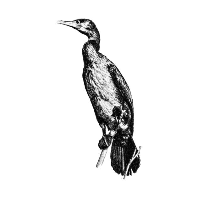 Cormorant by Guardi