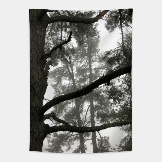 Foggy Woods - Grey Morning Fog in a Redwood Forest - Black and White Trees Tapestry by RhondaChase