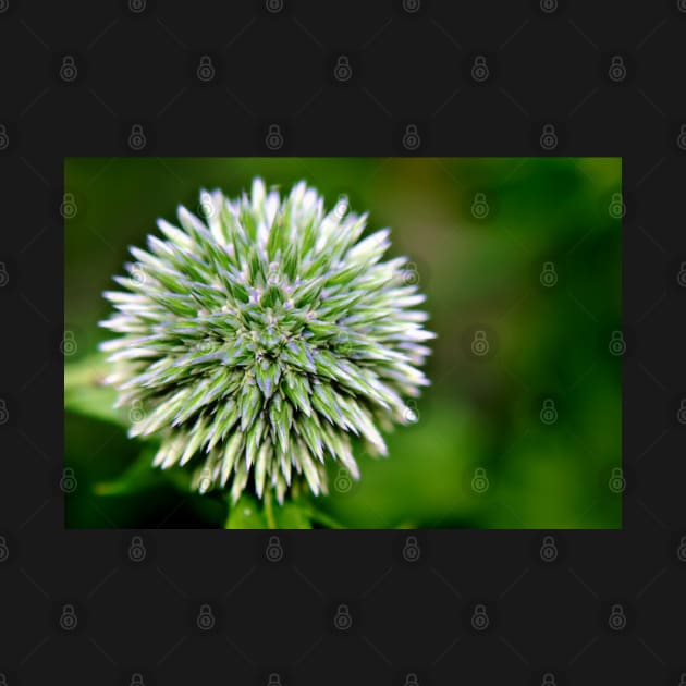 Globe Thistle (Echinops) Seed head by InspiraImage