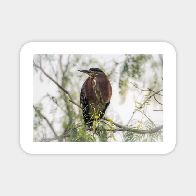 Green Heron Perched Magnet by Debra Martz