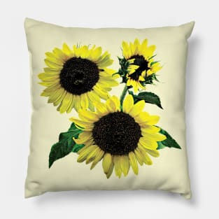 Three Sunflowers Pillow