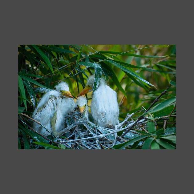 Three Great White Egret Chicks on the Nest. Cute baby birds. by kstanvir