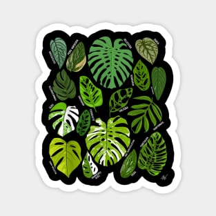 Monstera Varieties Albo Deliciosa Thai Con Plant Lover Magnet