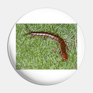 Hawaiian centipede Pin