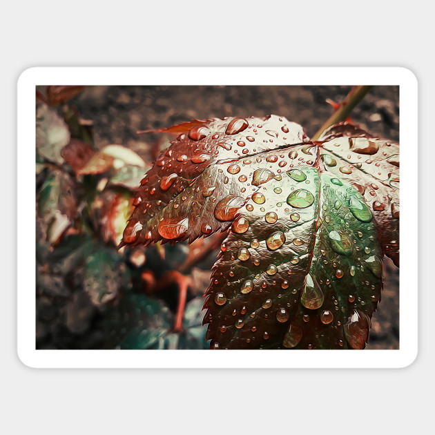 Water Drops