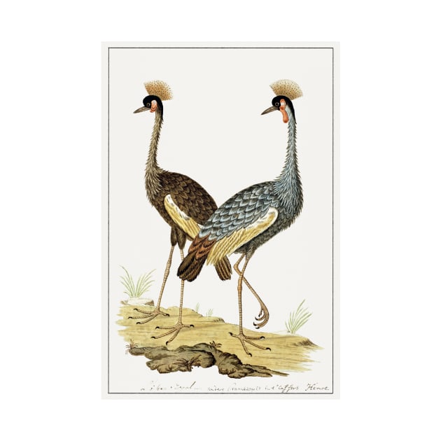 Grey Crowned Crane (1777–1786) by WAITE-SMITH VINTAGE ART