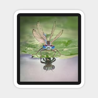 Blue-tailed Damselfly Reflection Magnet