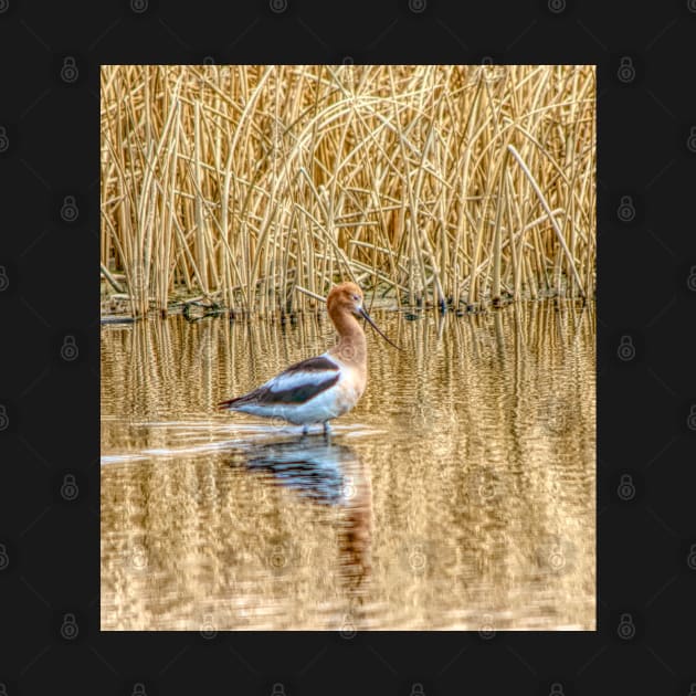 Migrating American Avocets by CanadianWild418