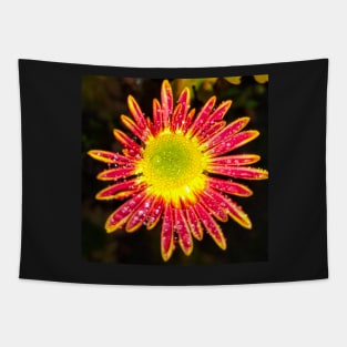 Chrysanthemum Daisy dewdrops - spring summer nature Gerber daisy flower Tapestry