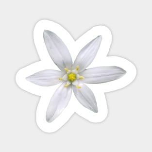 Star Of Bethlehem Flower Magnet