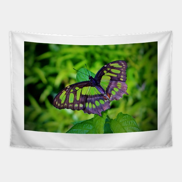 Green And Black Butterfly Tapestry by Cynthia48