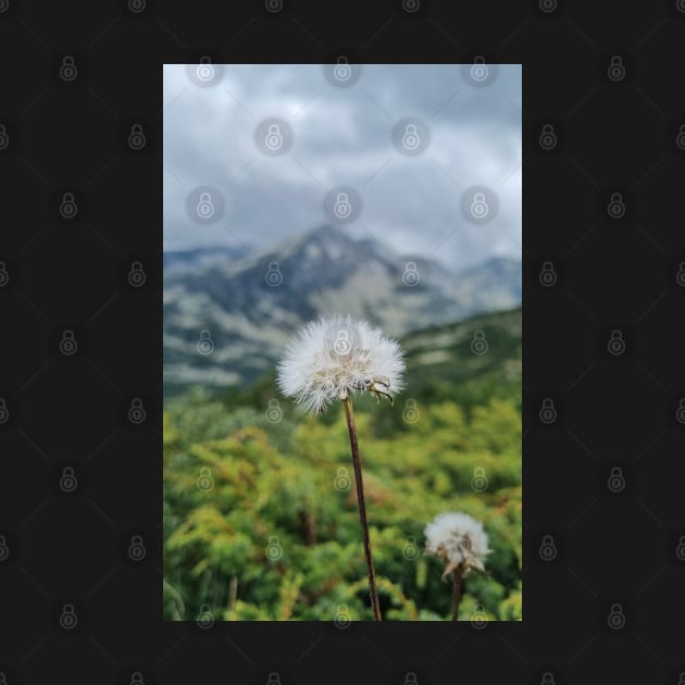 Mountain Dandelion by Anastasia-03