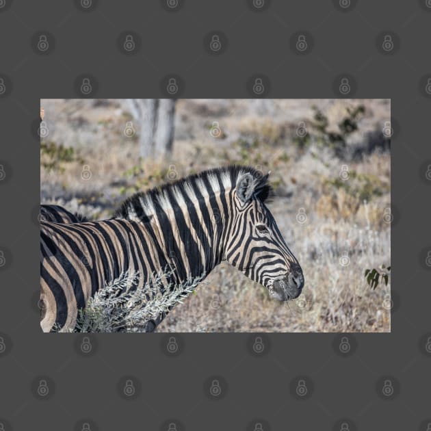 Namibia. Etosha National Park. Zebra. by vadim19