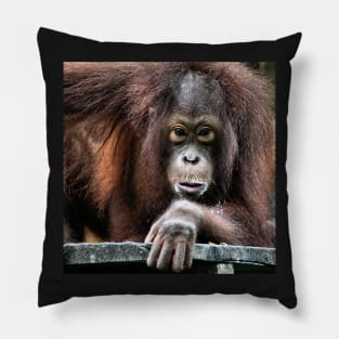 Young male Orangutan, Borneo Pillow