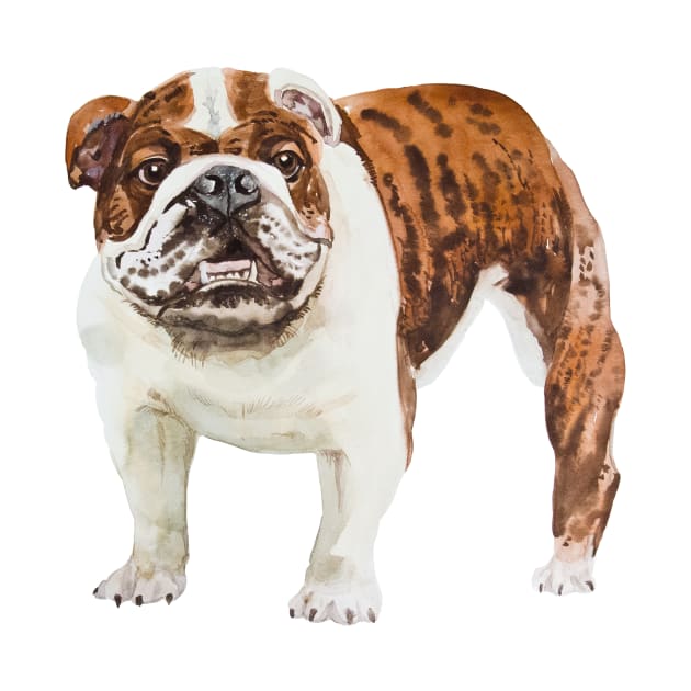 english bulldog by VicaVeresk