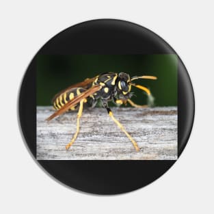 Paper wasp (Polistes dominula) gathering wooden material Pin