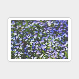 Field of flowers Magnet