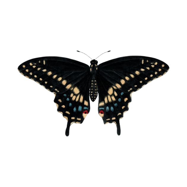 Black Swallowtail by JadaFitch